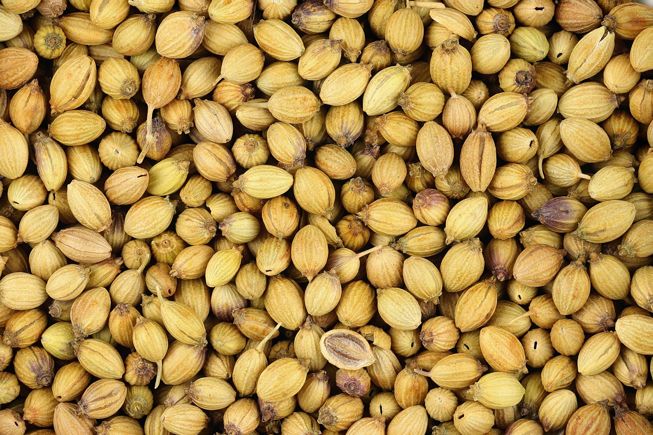 Wheat Image