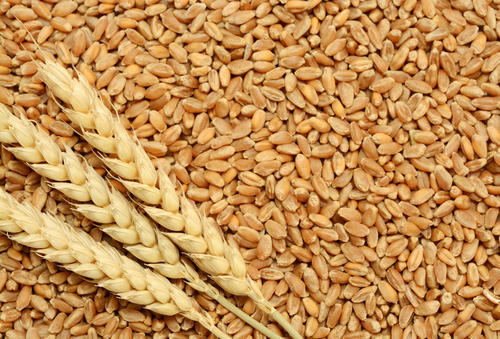 Wheat Image